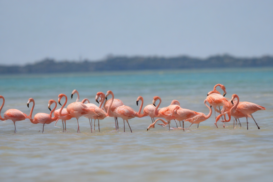 Flamingos